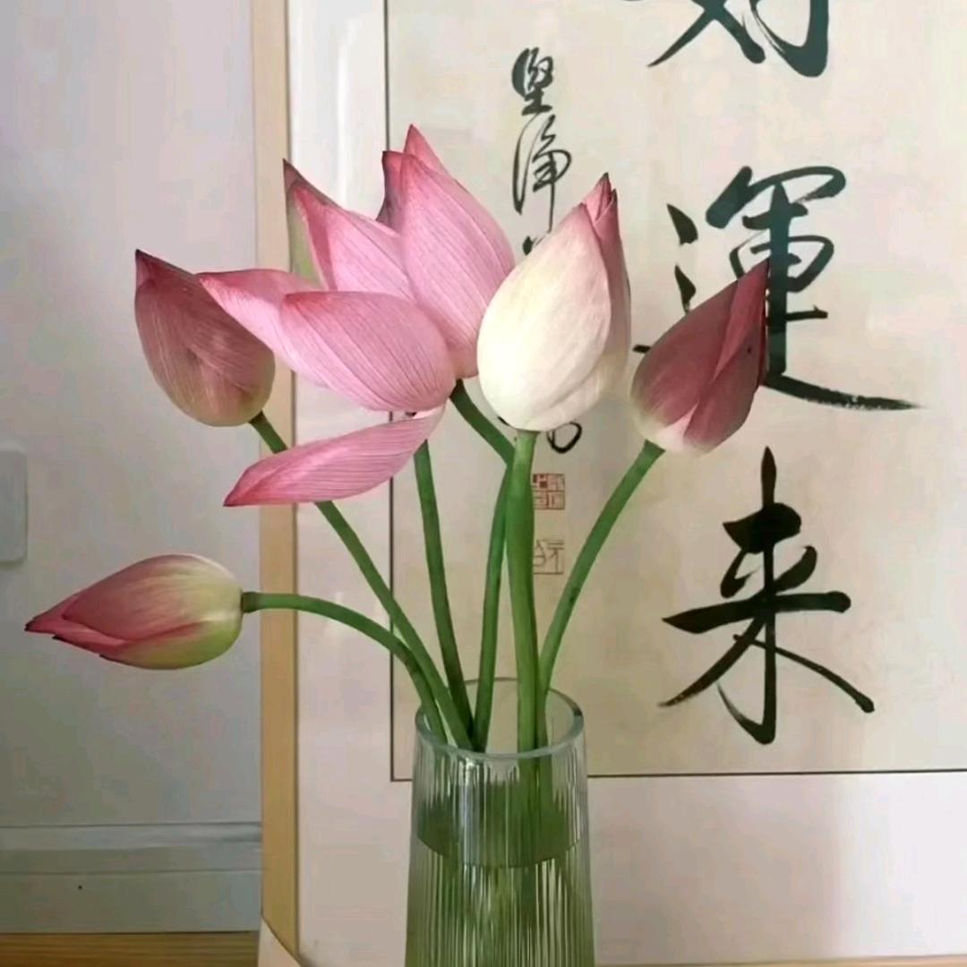 阳光丽人