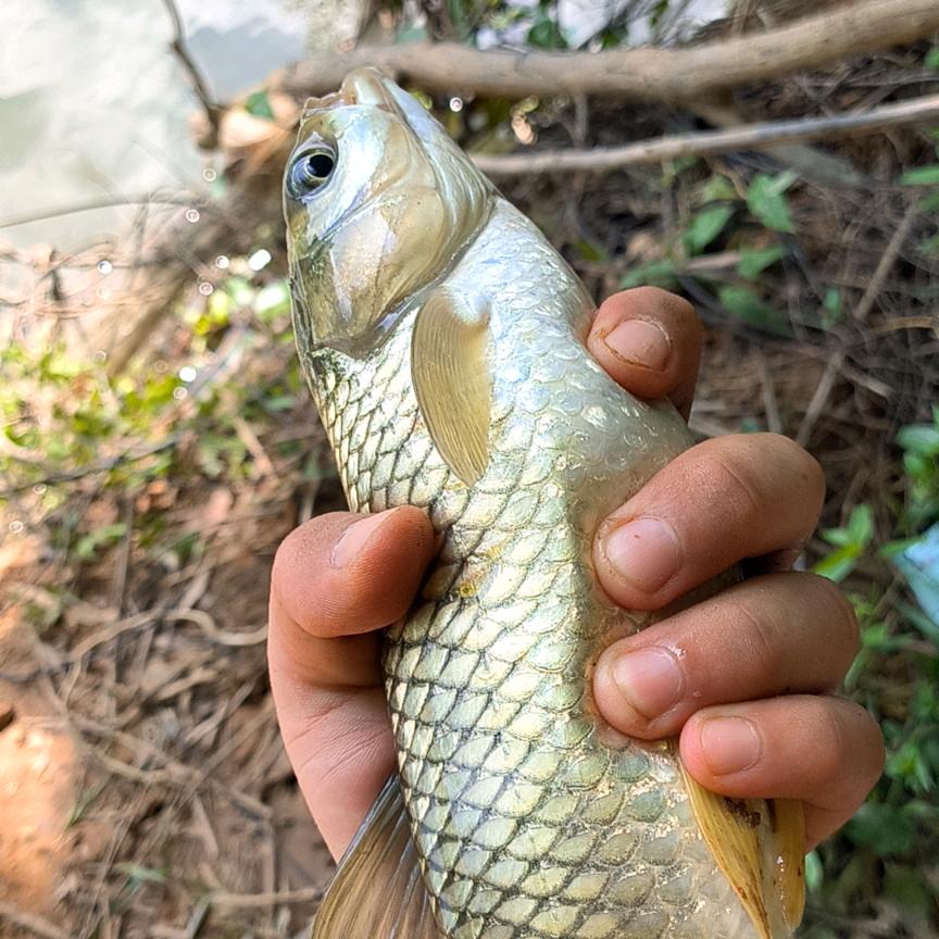 1234肯定肯德基