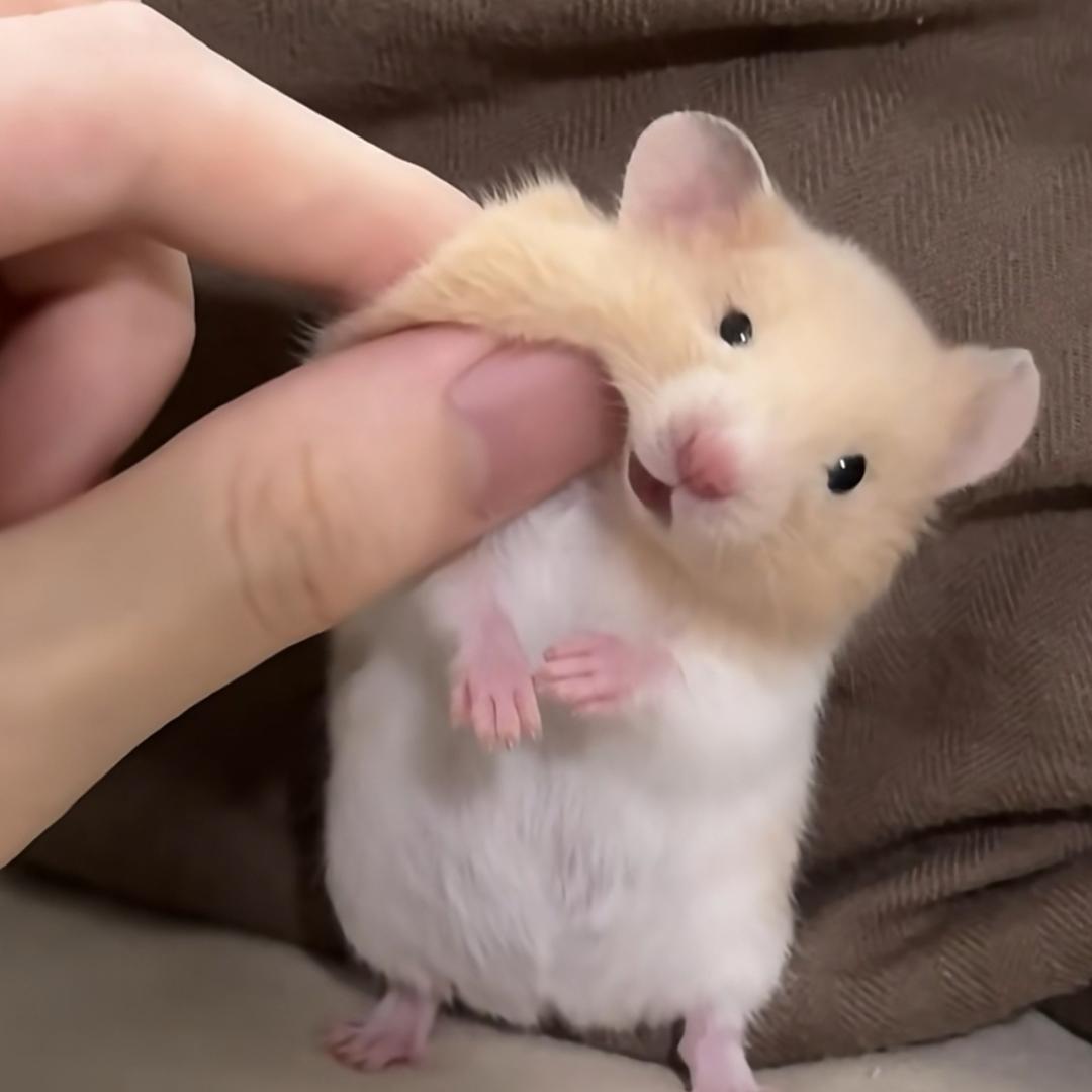 无敌小仓鼠🐹