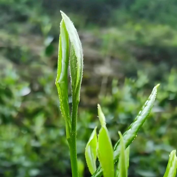 黄山青兰坑茶厂
