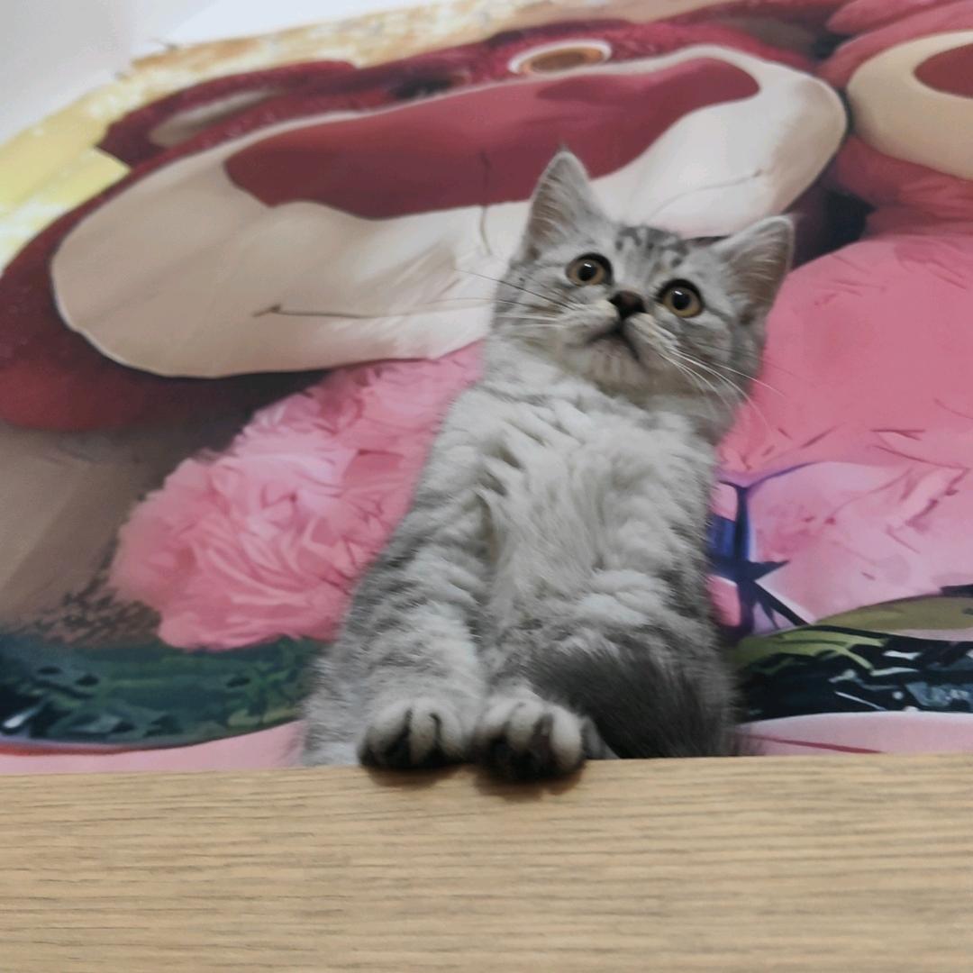 嘟嘟是个流浪猫