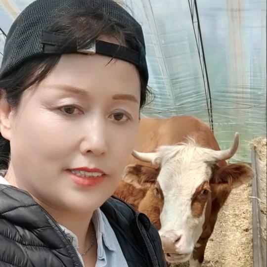 养牛姐：早上5点29分直播