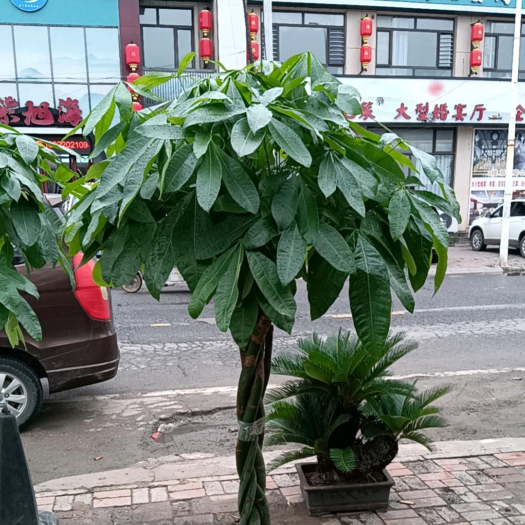 宏翔花卉园艺