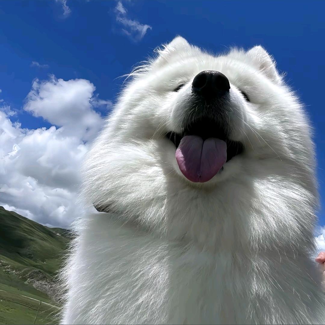 高尔比