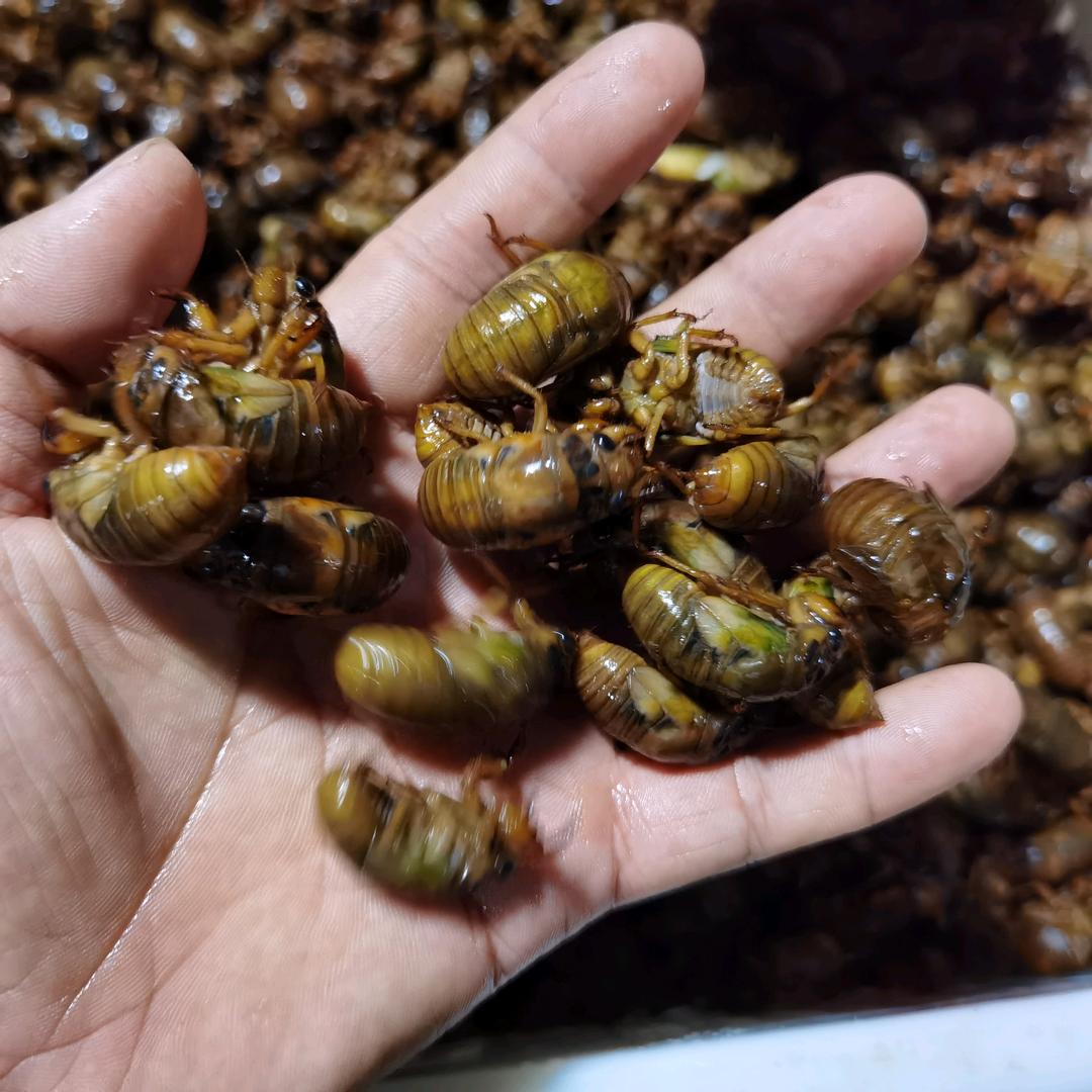 昊政金蝉生鲜