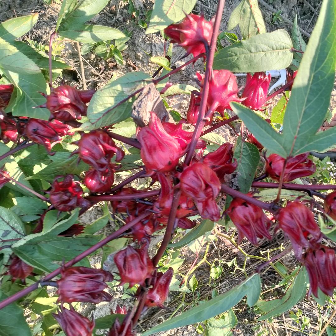 有缘千里来相会