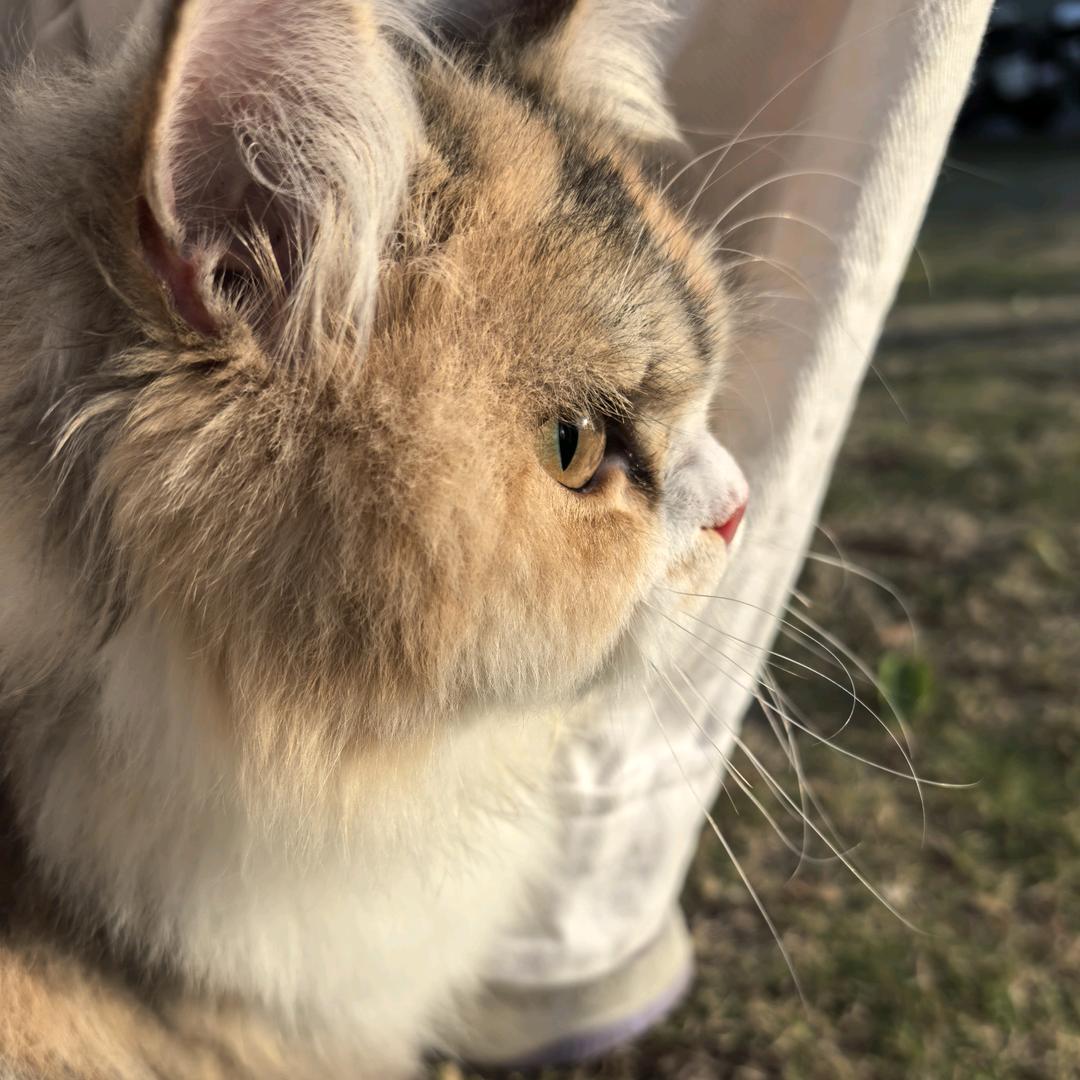彡条