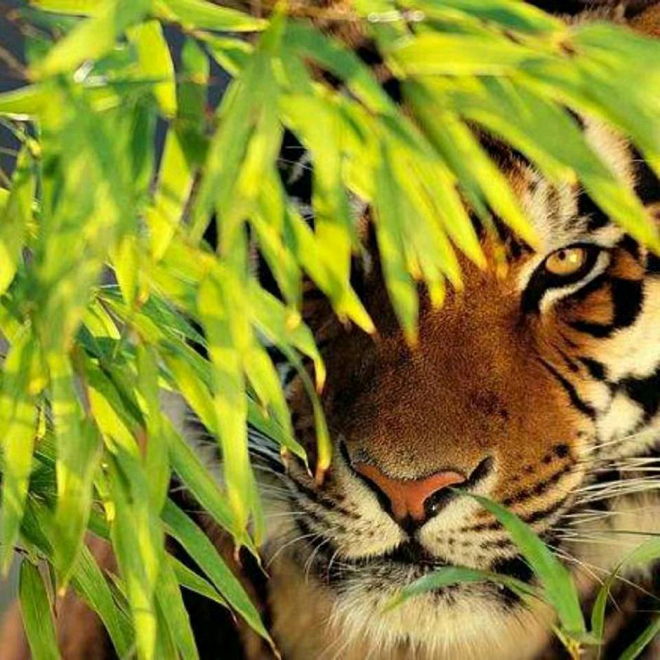中原第一歪