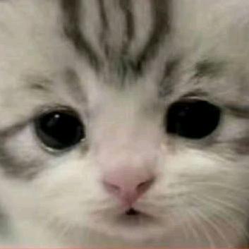 水母