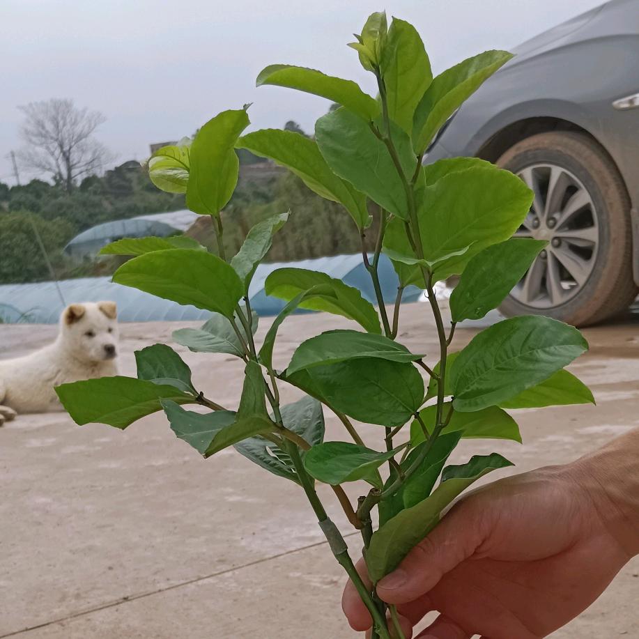 专注百香果种苗培育