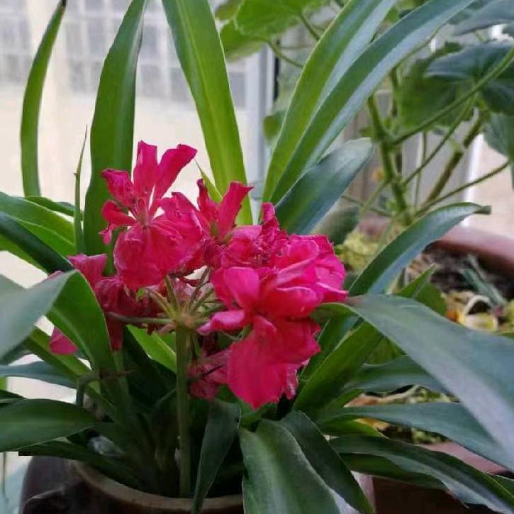 大山里的农二哥