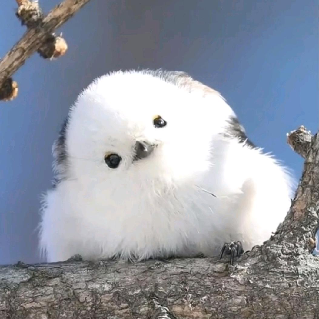 歪头歪脑