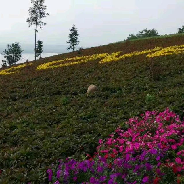 碎碎❤️念念