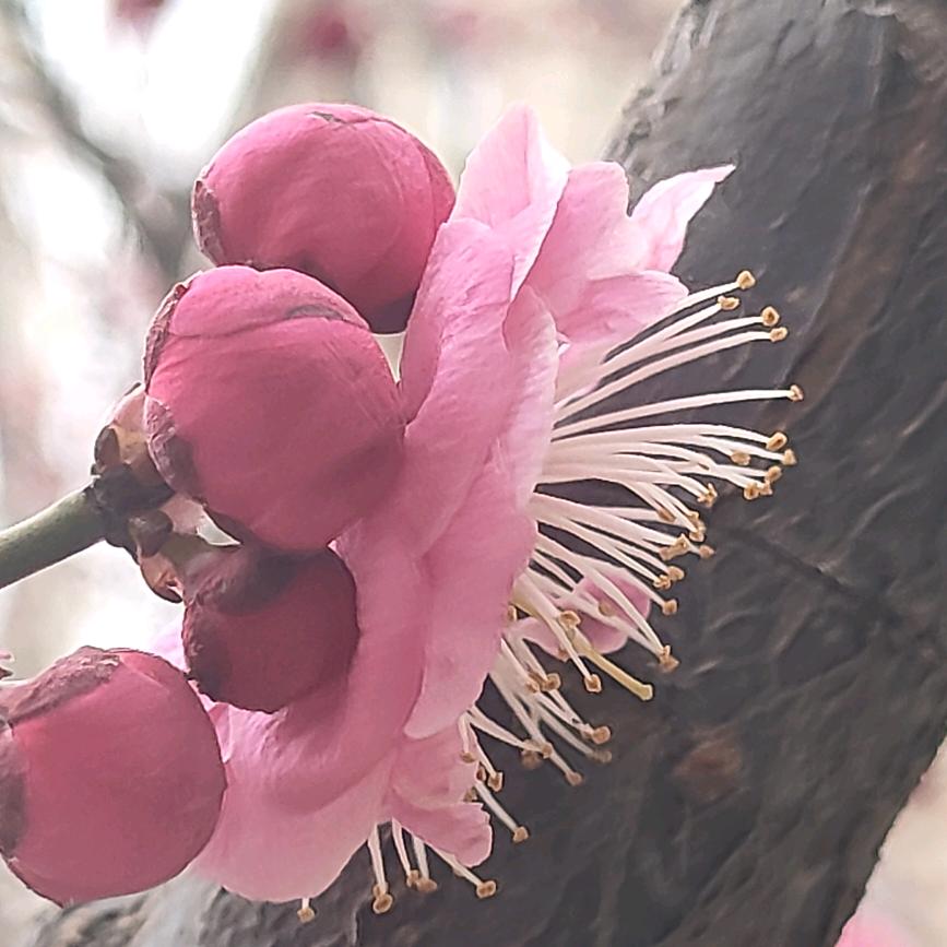 秋菊