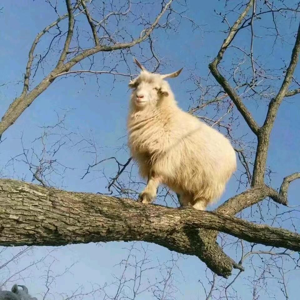 陕北牛羊肉总汇🤝张磊