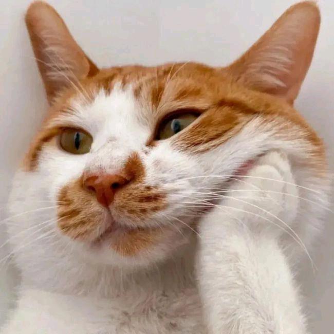 破案潘！（三角洲行动）