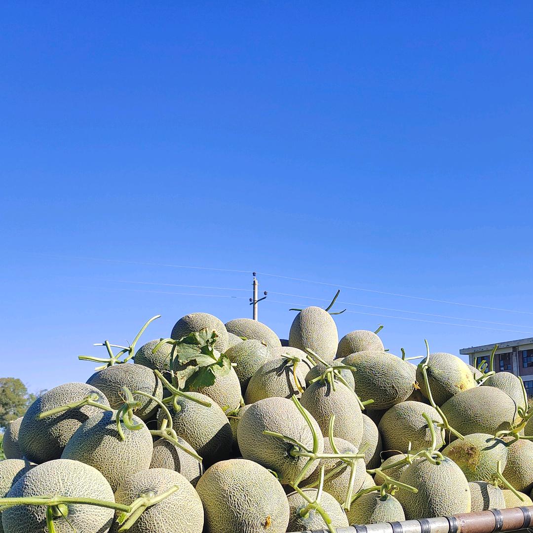 土豆种密瓜🍈