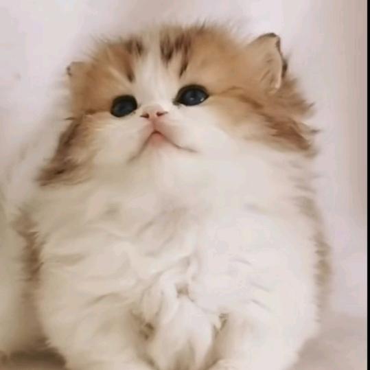 御喵阁精品店幸福猫舍