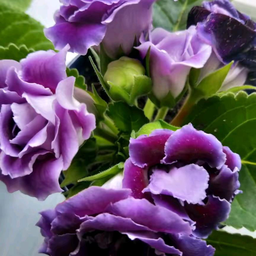 彩云飘飘拒绝私聊。