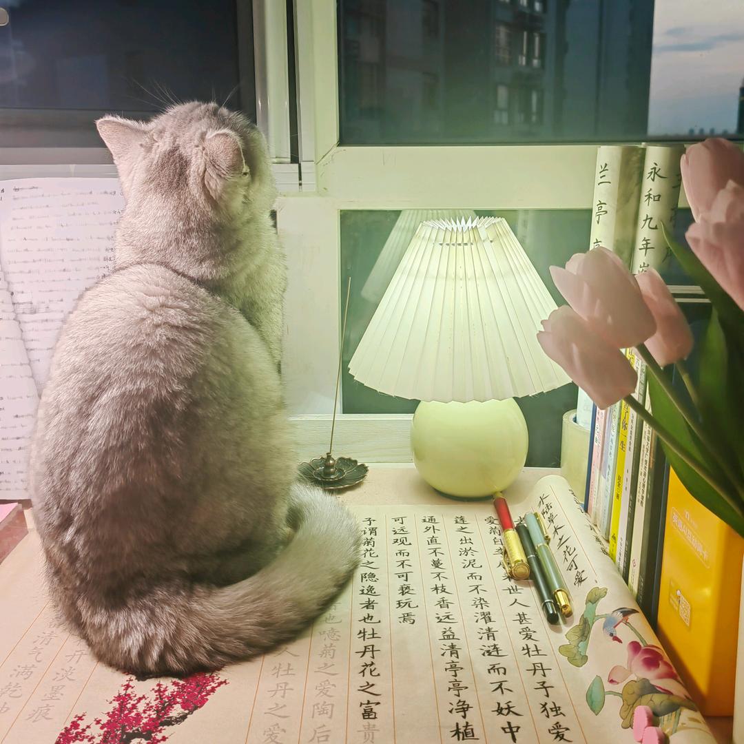 墨书婉（墨言-晚7:40播）