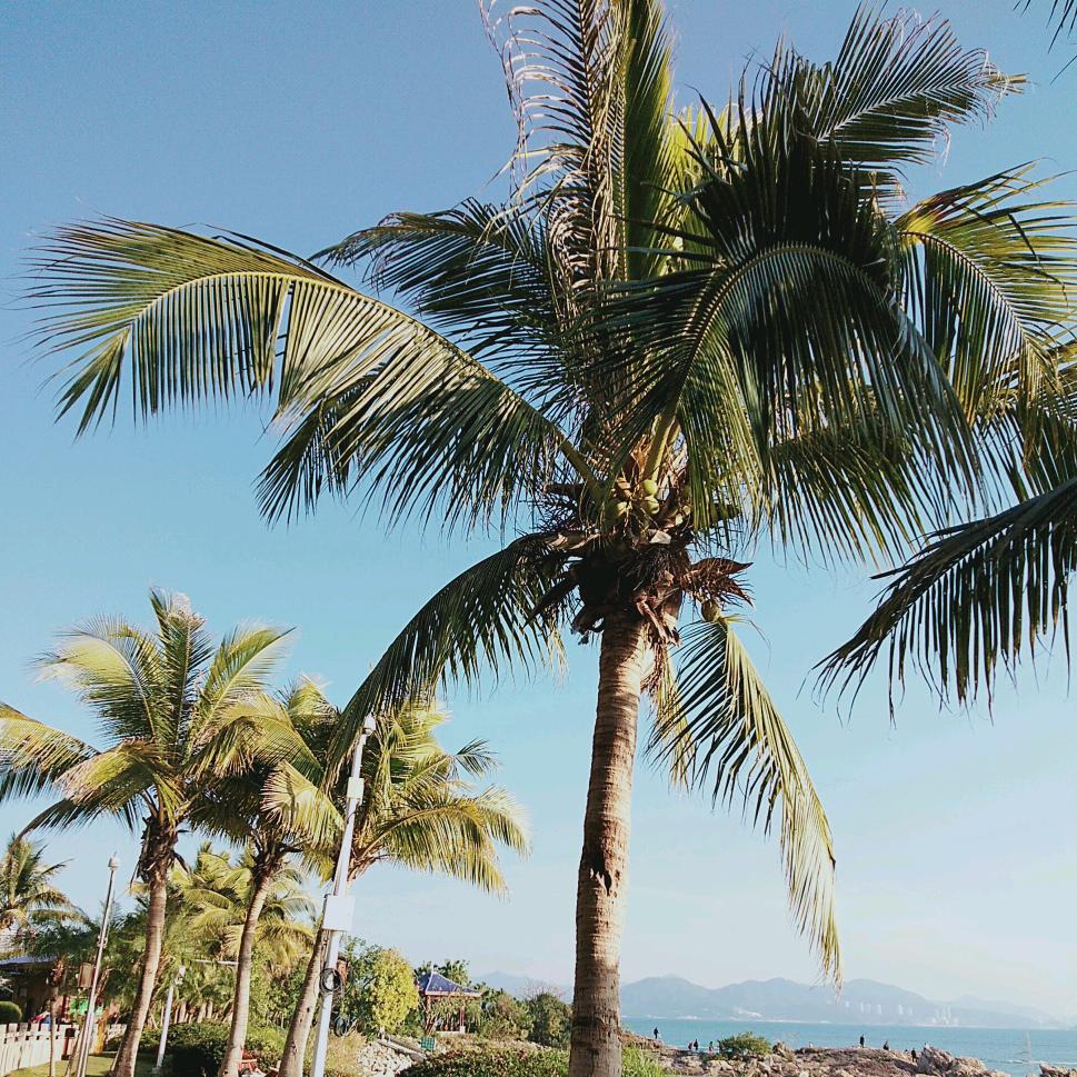 🍀来日可期🌟