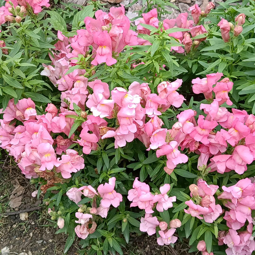 拾光煮水愿事之茗