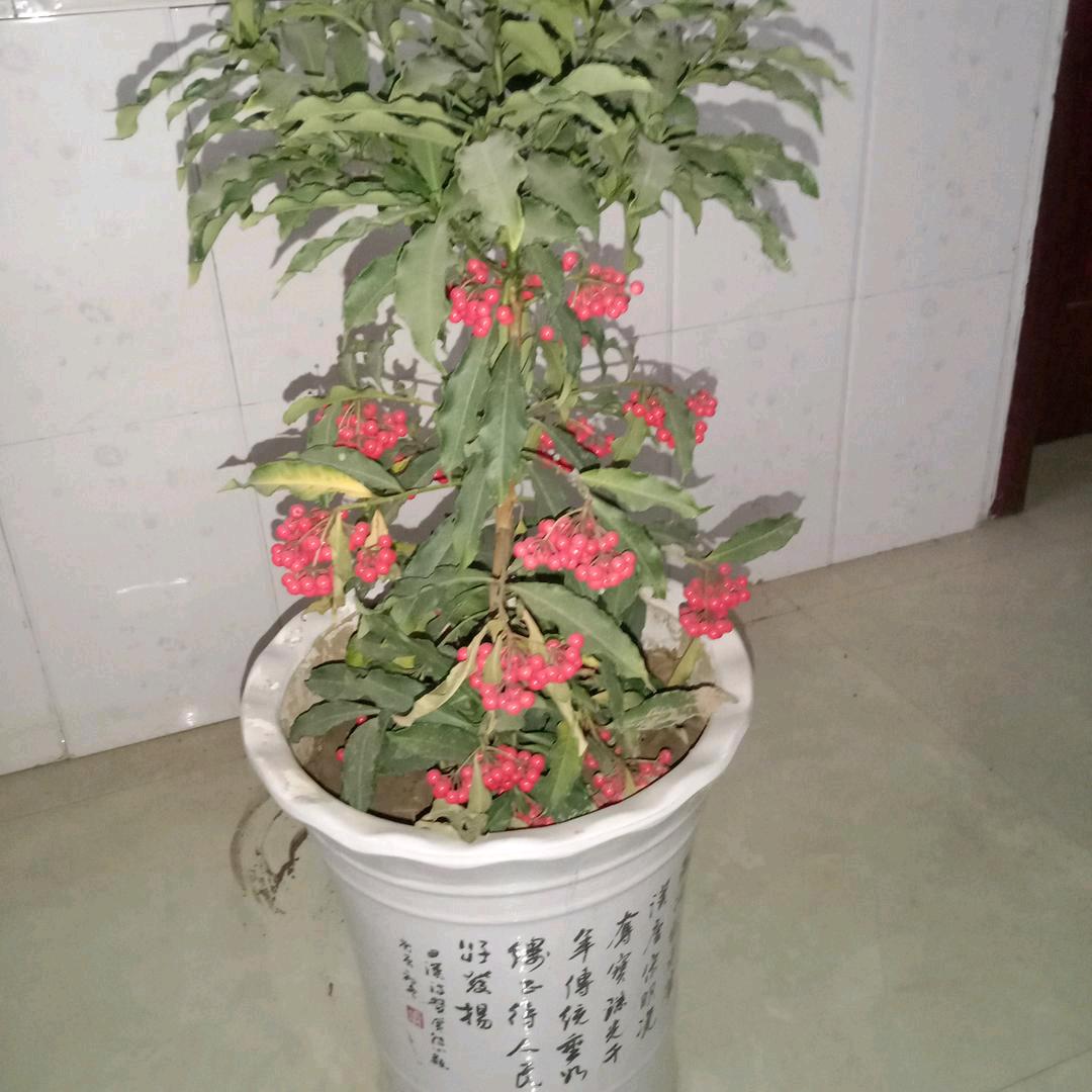 顺心如意