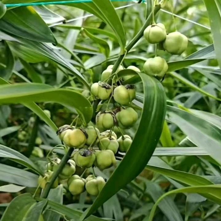 黄精种植