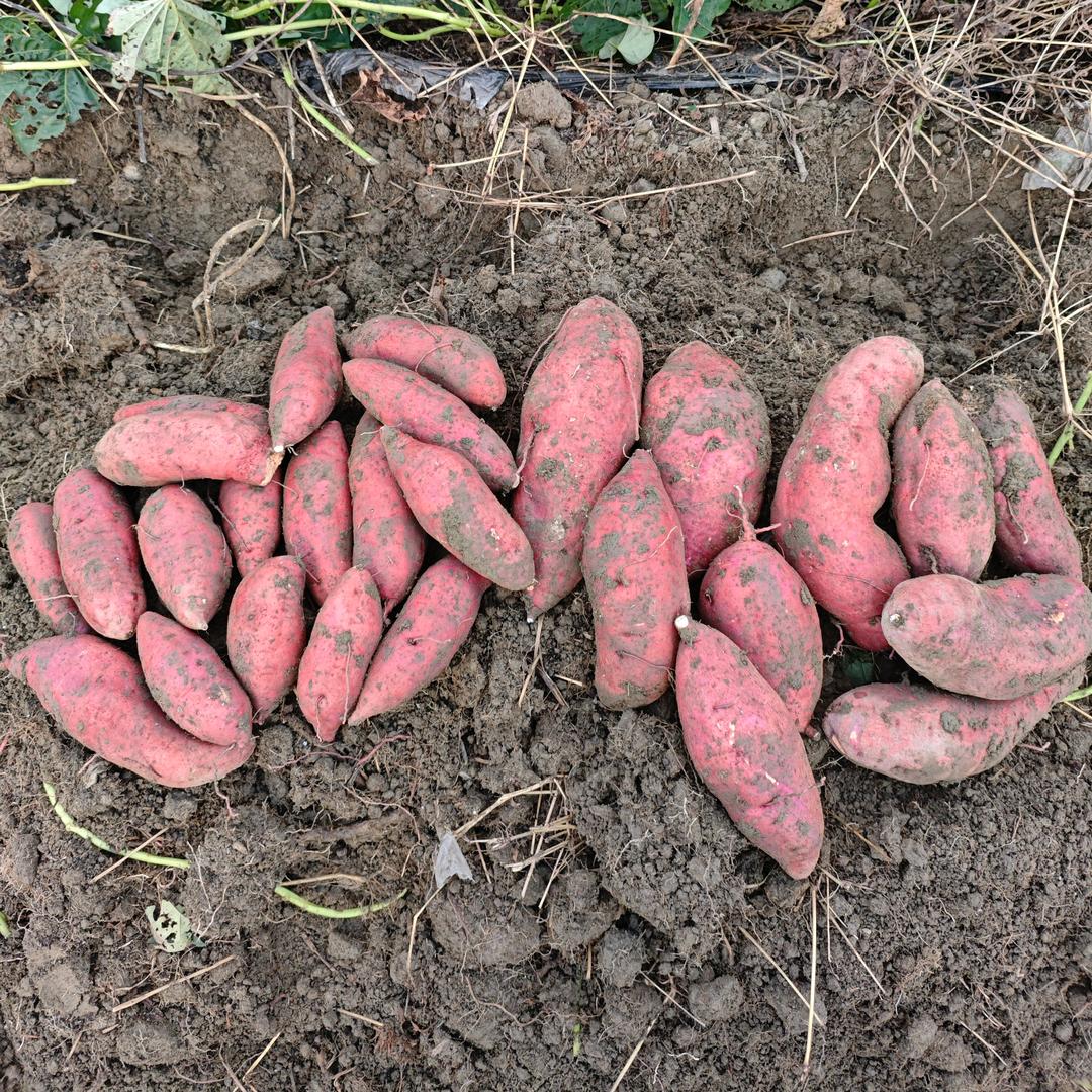 农村种植农业户