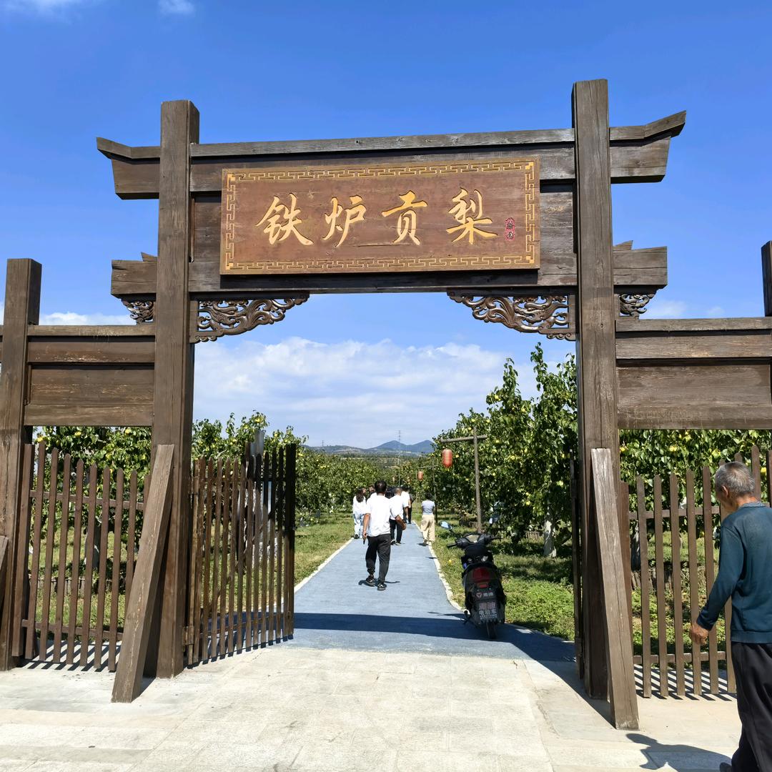 铁炉贡梨—贡梨老王