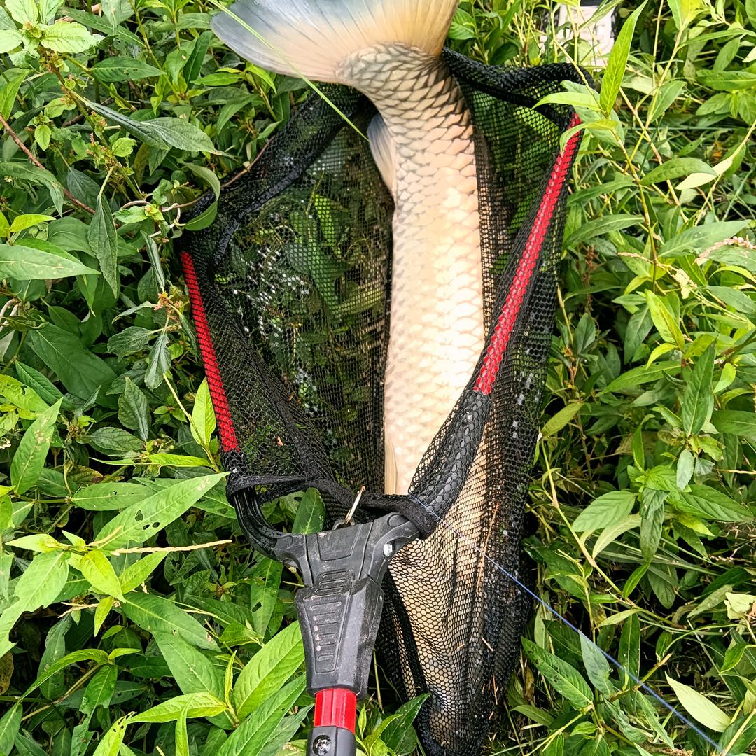 跳跃的鱼（麸子洞垂钓园）