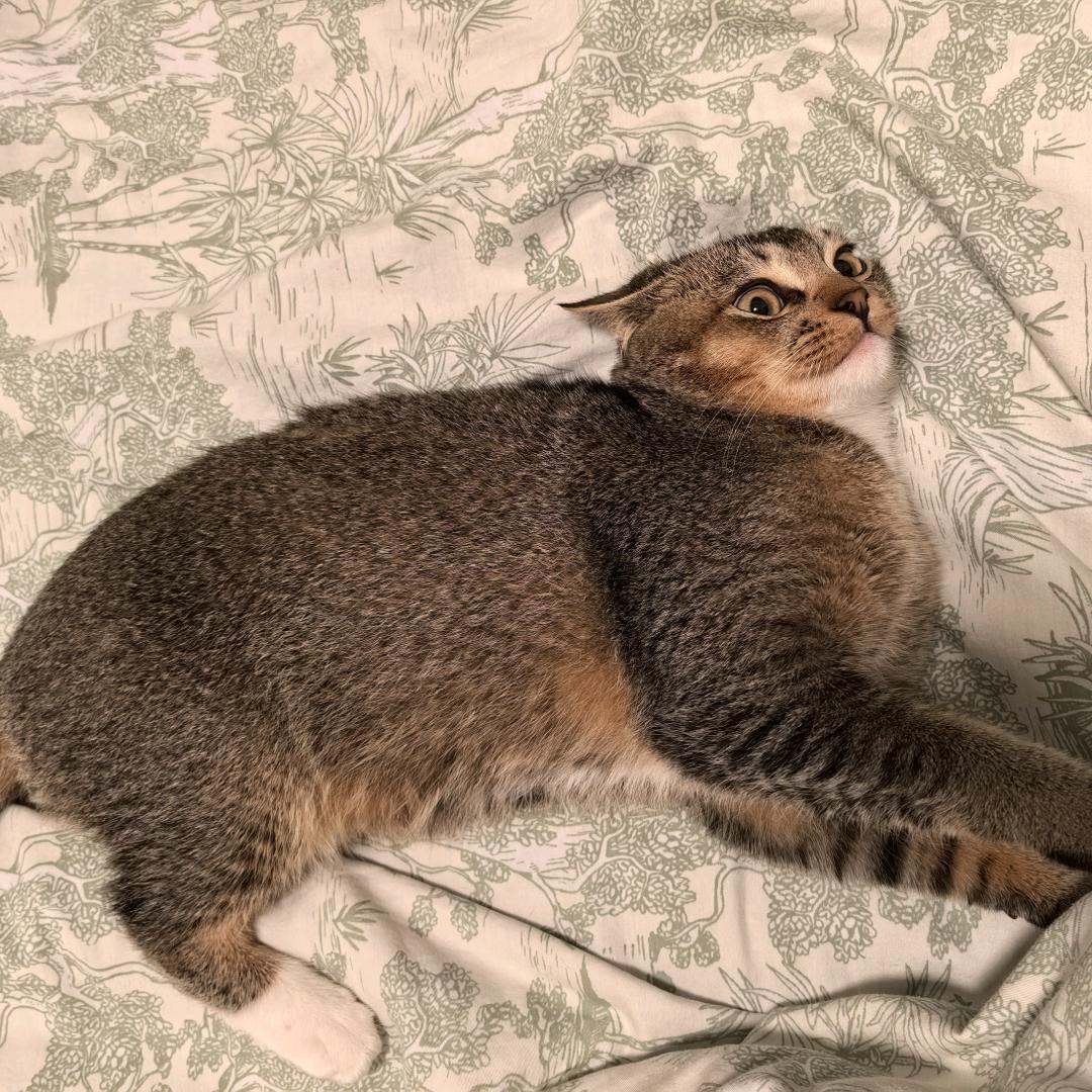 七七
