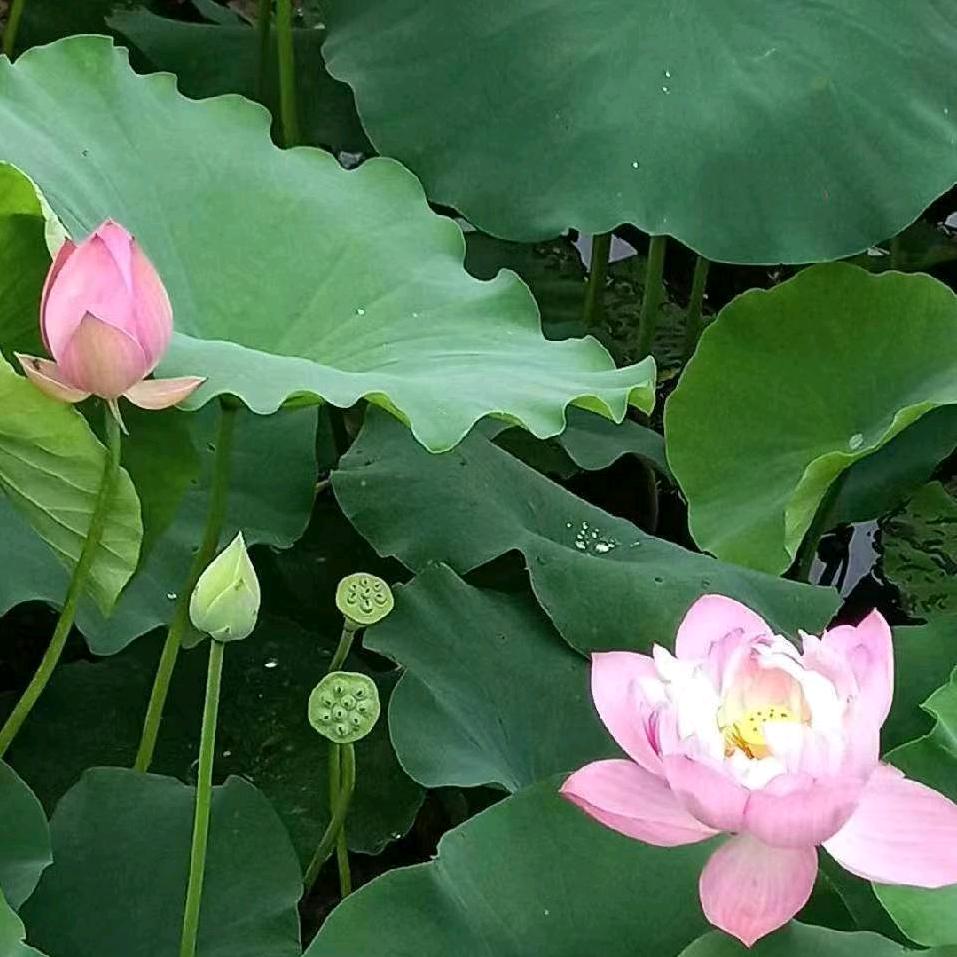 勇闯天涯🇨🇳🌺👓