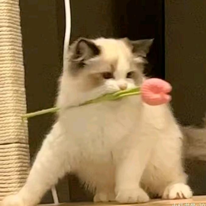 V-C花欲燃