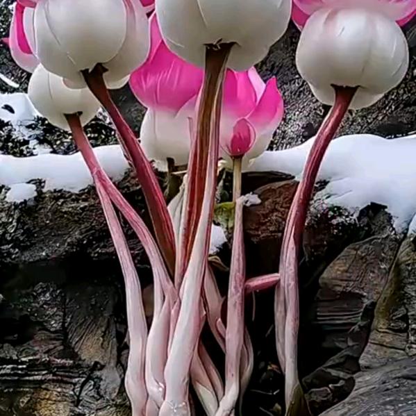 卓娅🌸
