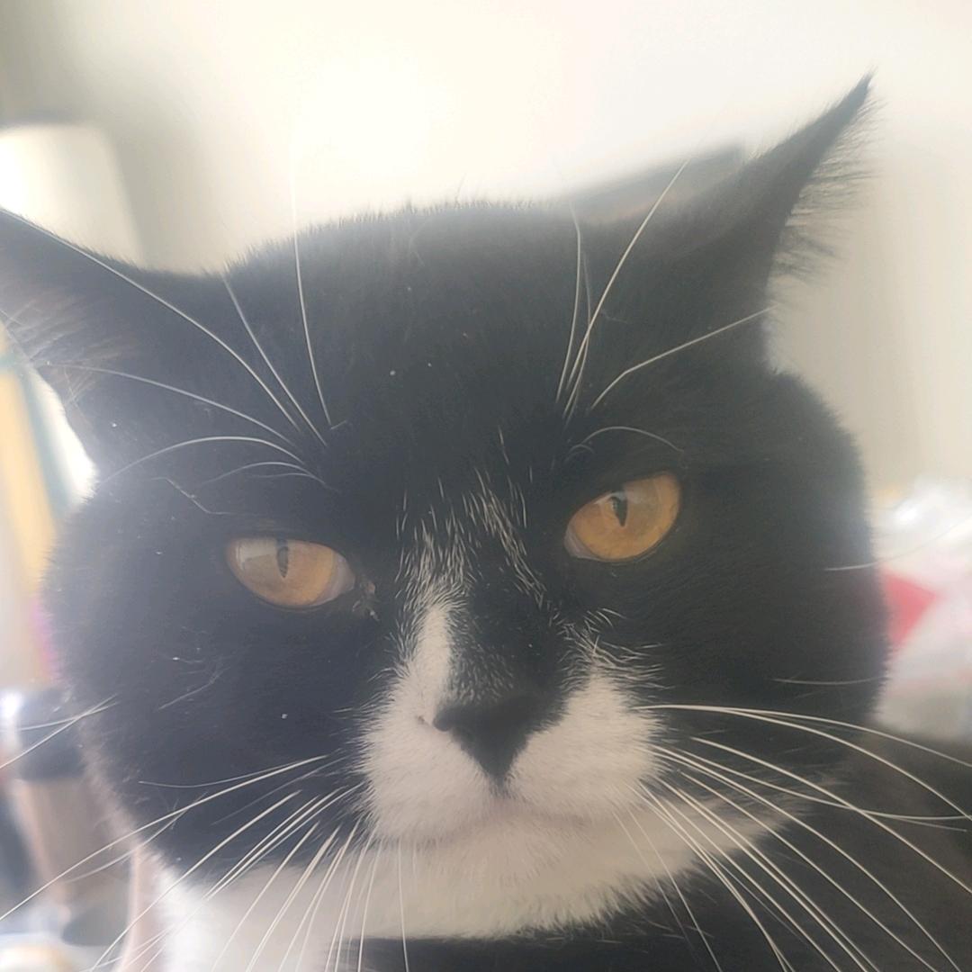 喂饭和猫猫