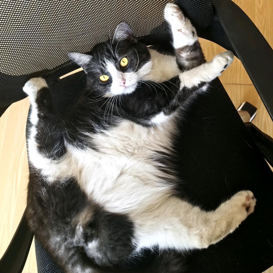 郑大钱是只猫🐱
