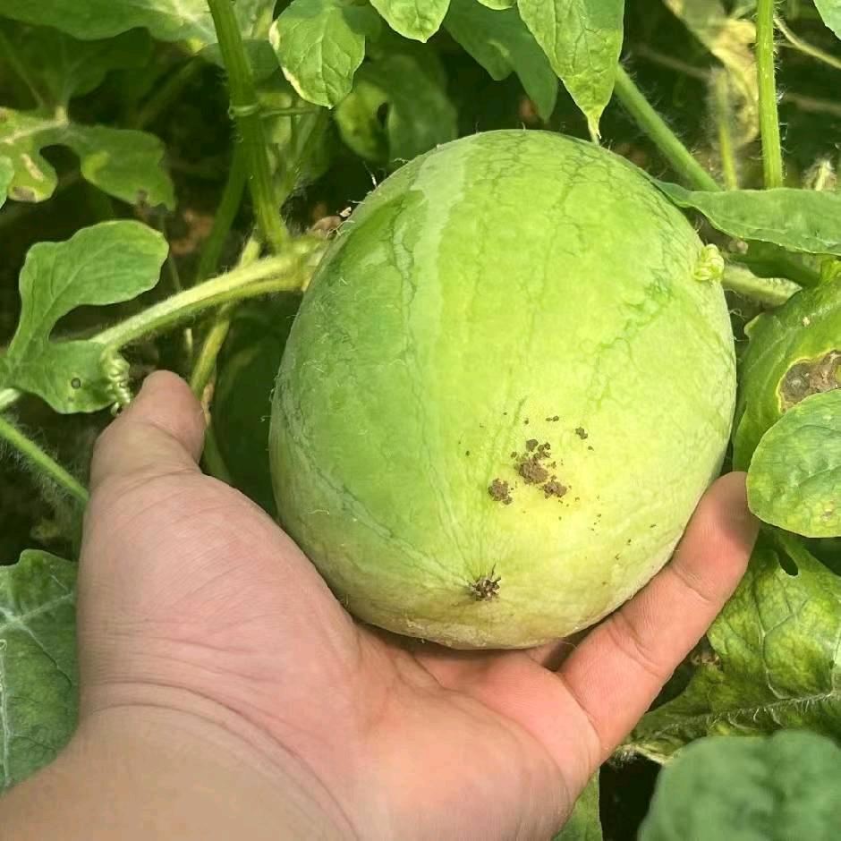 西瓜植保陈老师