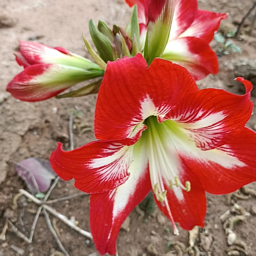 🌹🌹快乐羊🌹🌹