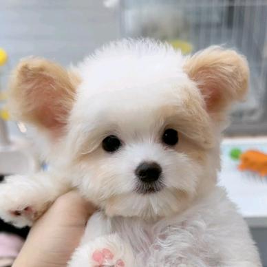 诸葛亮晶晶🌚᭄