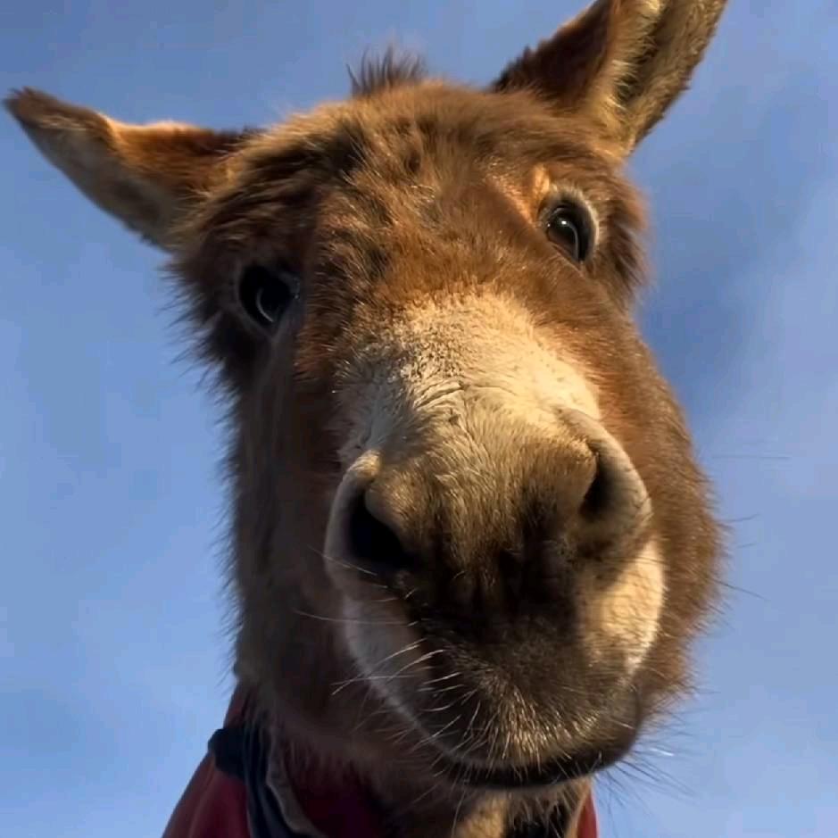 无可匹敌的饭量