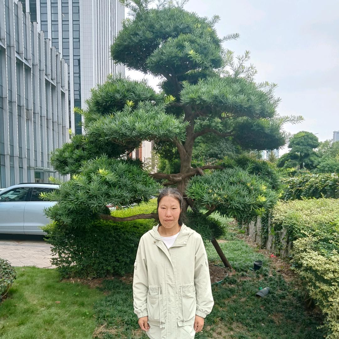小仙女