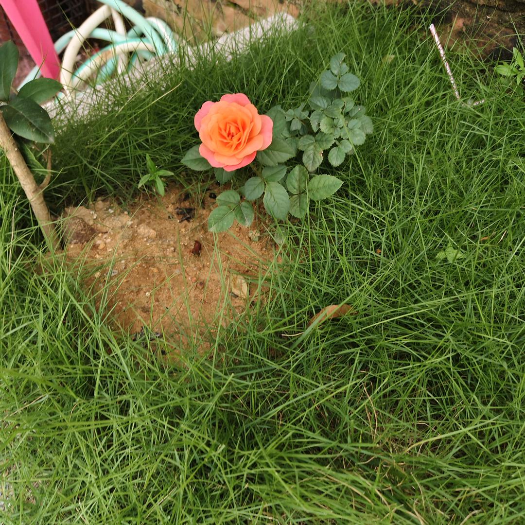 广东，阳江市专业服务安装补贴光伏大棚。