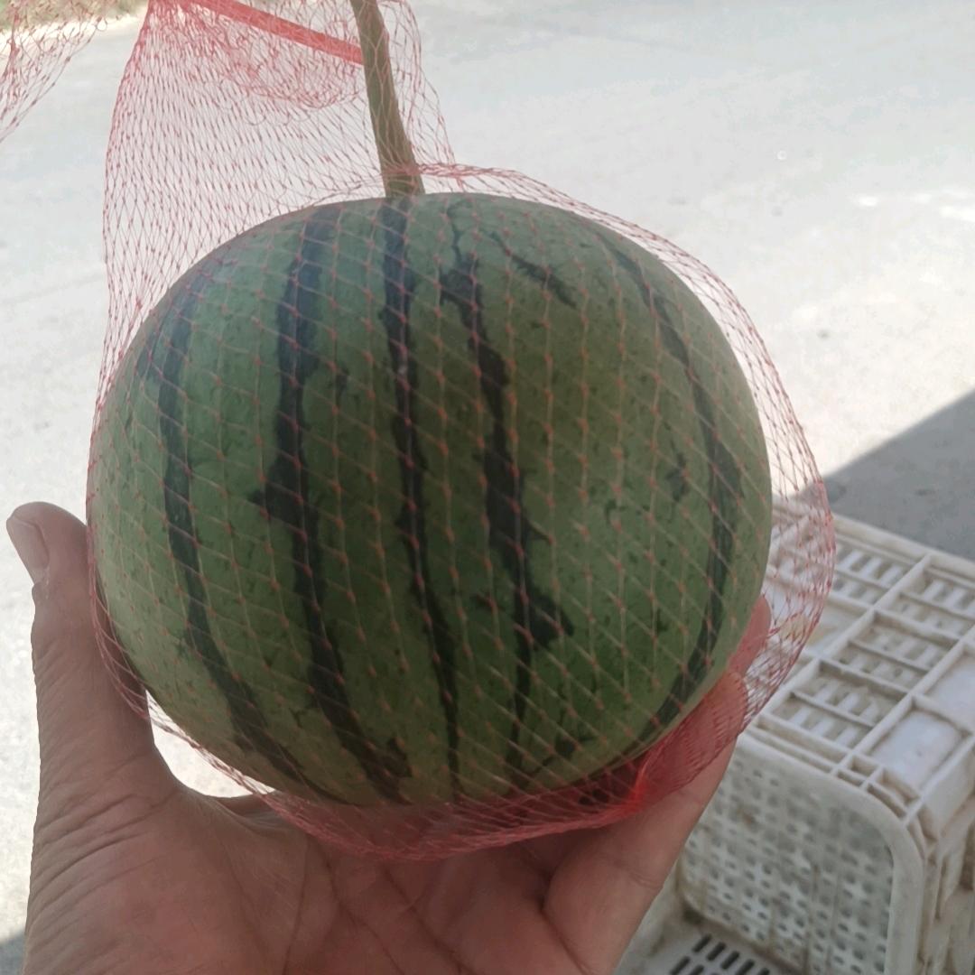 小草495519515669