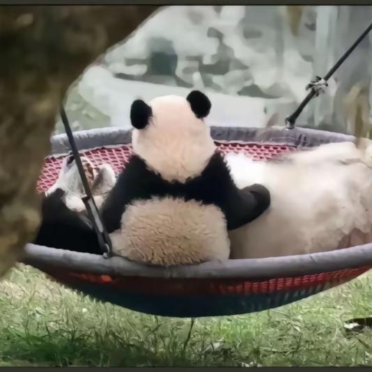 希希熊猫乐园