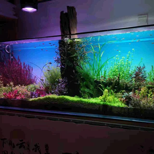 一木水观赏鱼店