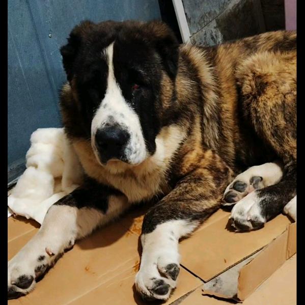 萧县大旭中亚猛犬