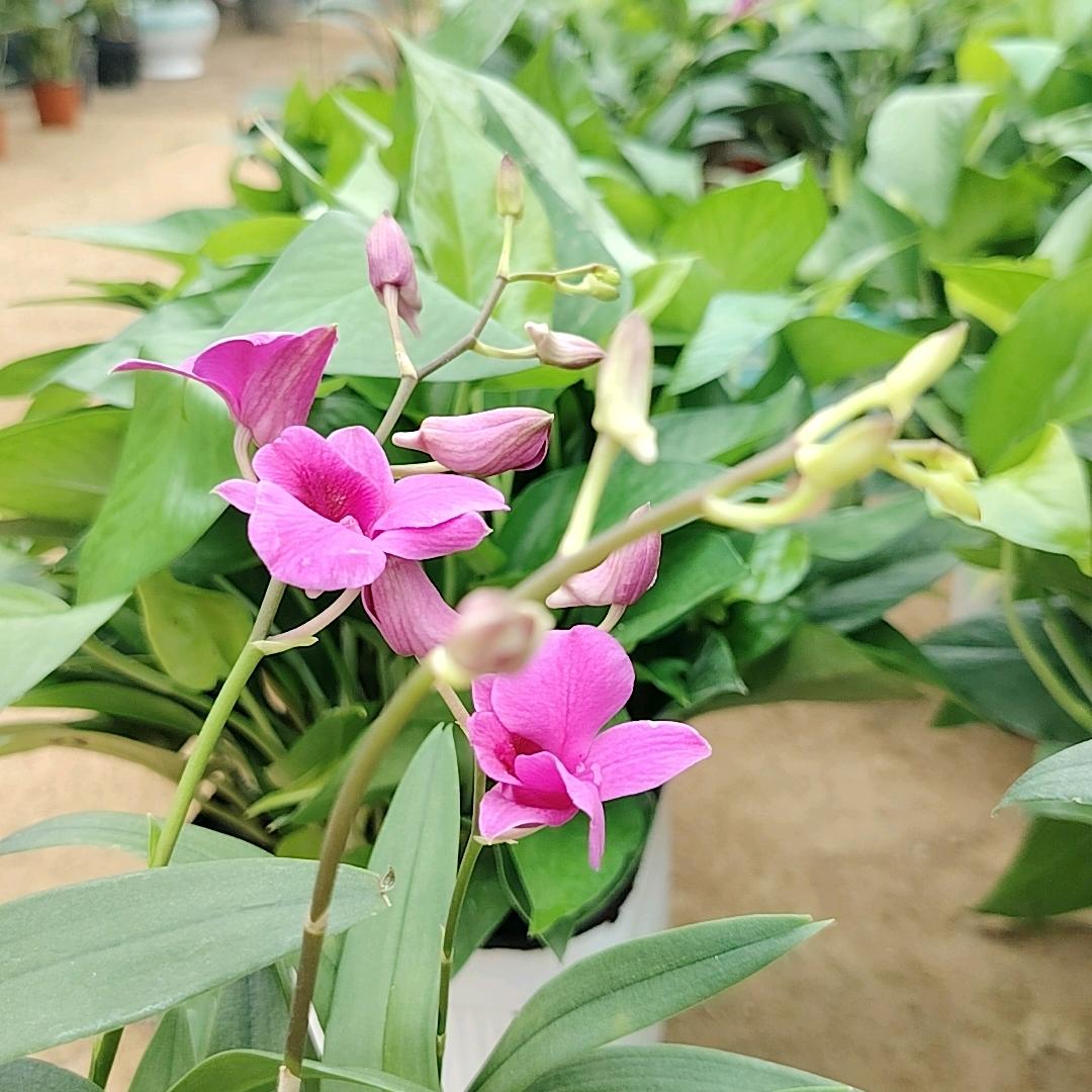 新野小徐花卉