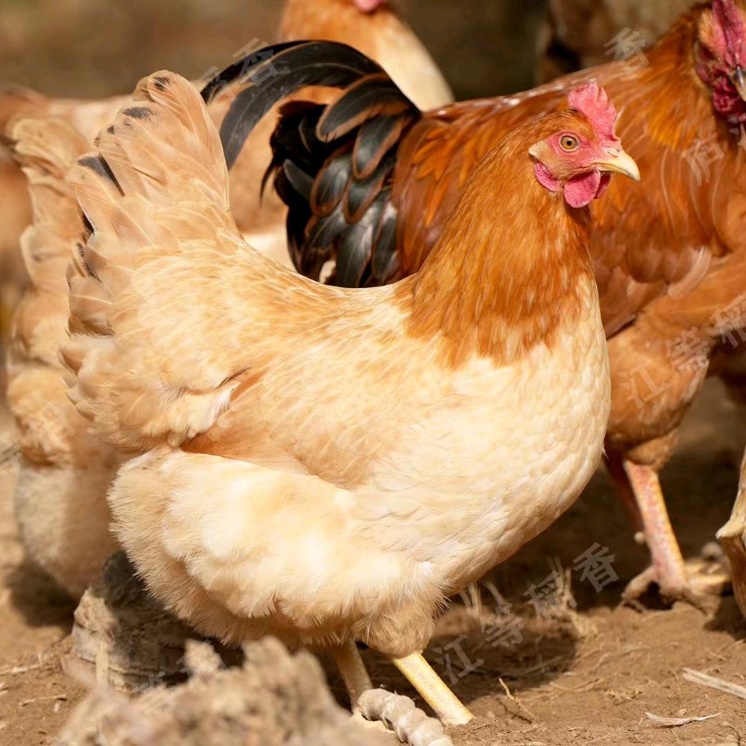 矾山山上散养土鸡蛋