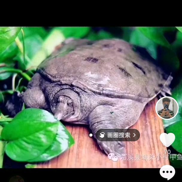 水果糖